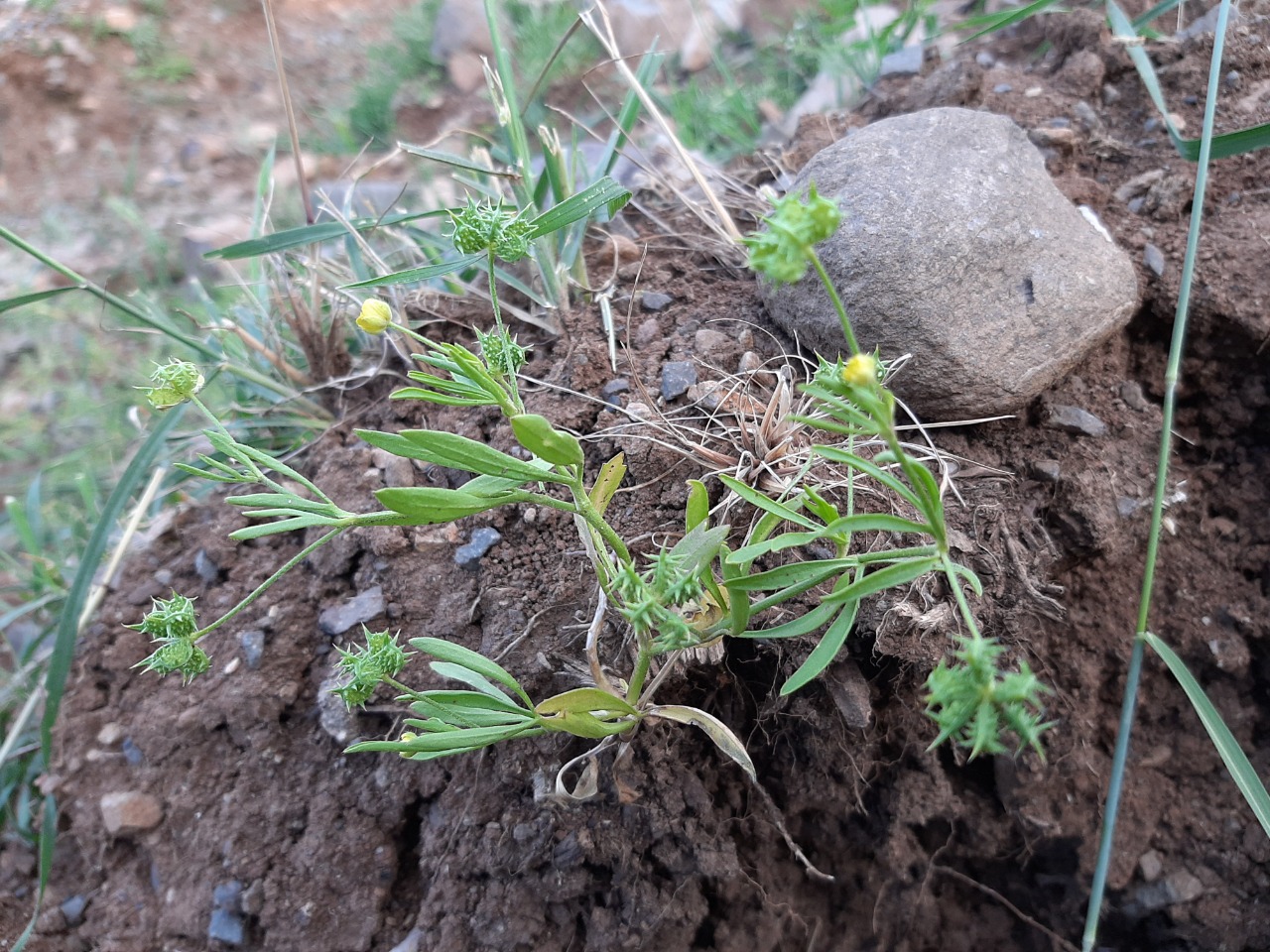 Ranunculus arvensis