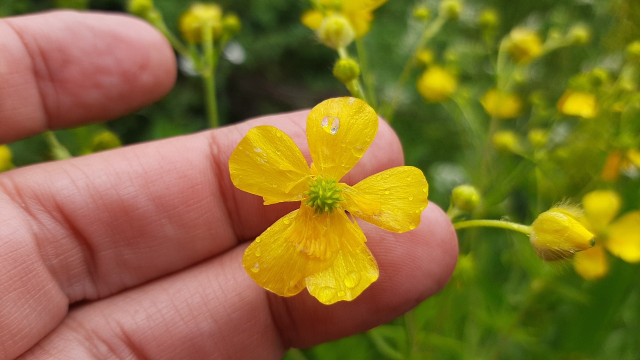 Ranunculus fenzlii