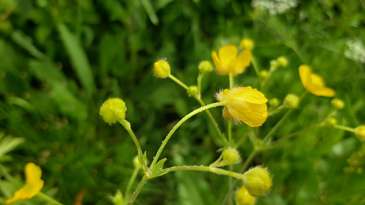 Ranunculus fenzlii