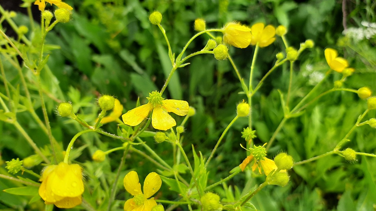 Ranunculus fenzlii