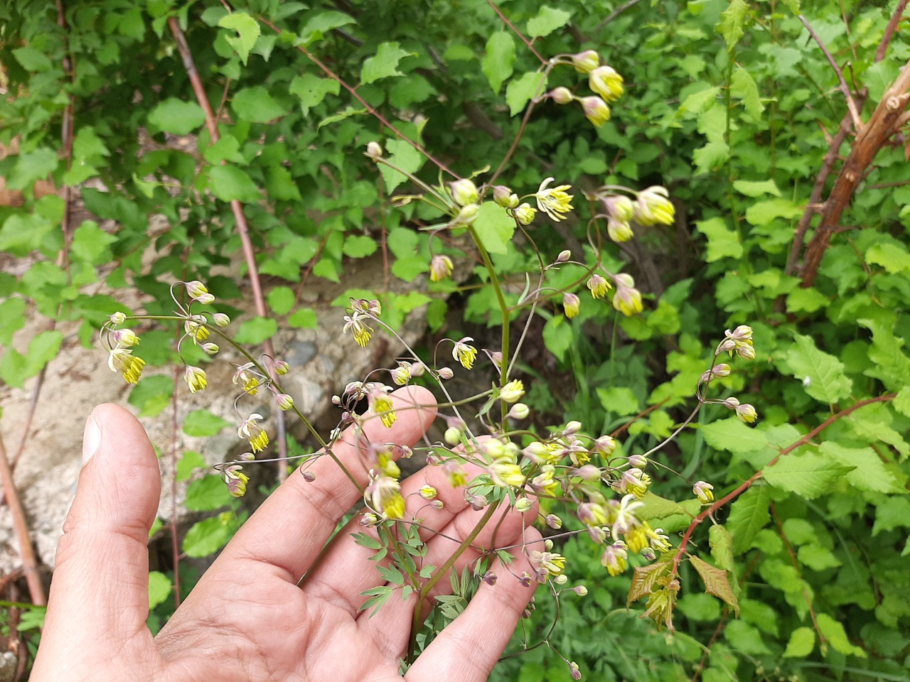 Thalictrum isopyroides