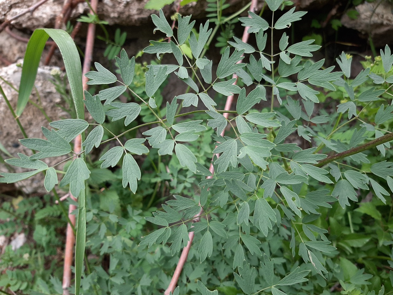 Thalictrum isopyroides