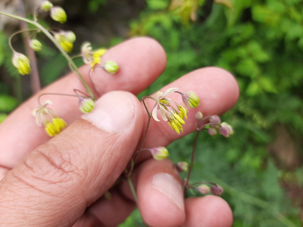 Thalictrum isopyroides