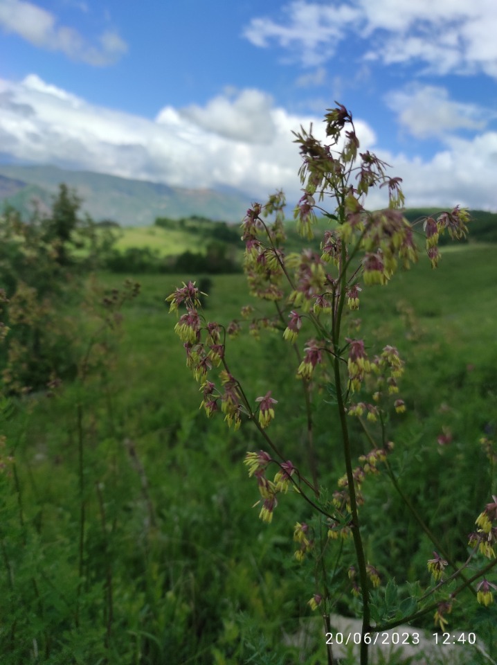 Thalictrum isopyroides