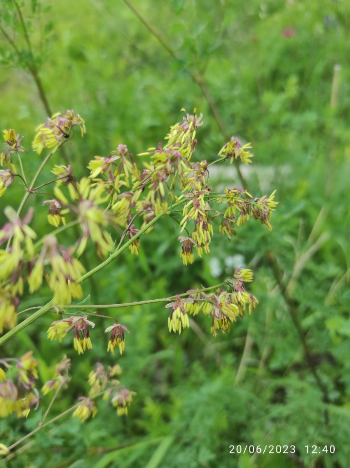 Thalictrum isopyroides