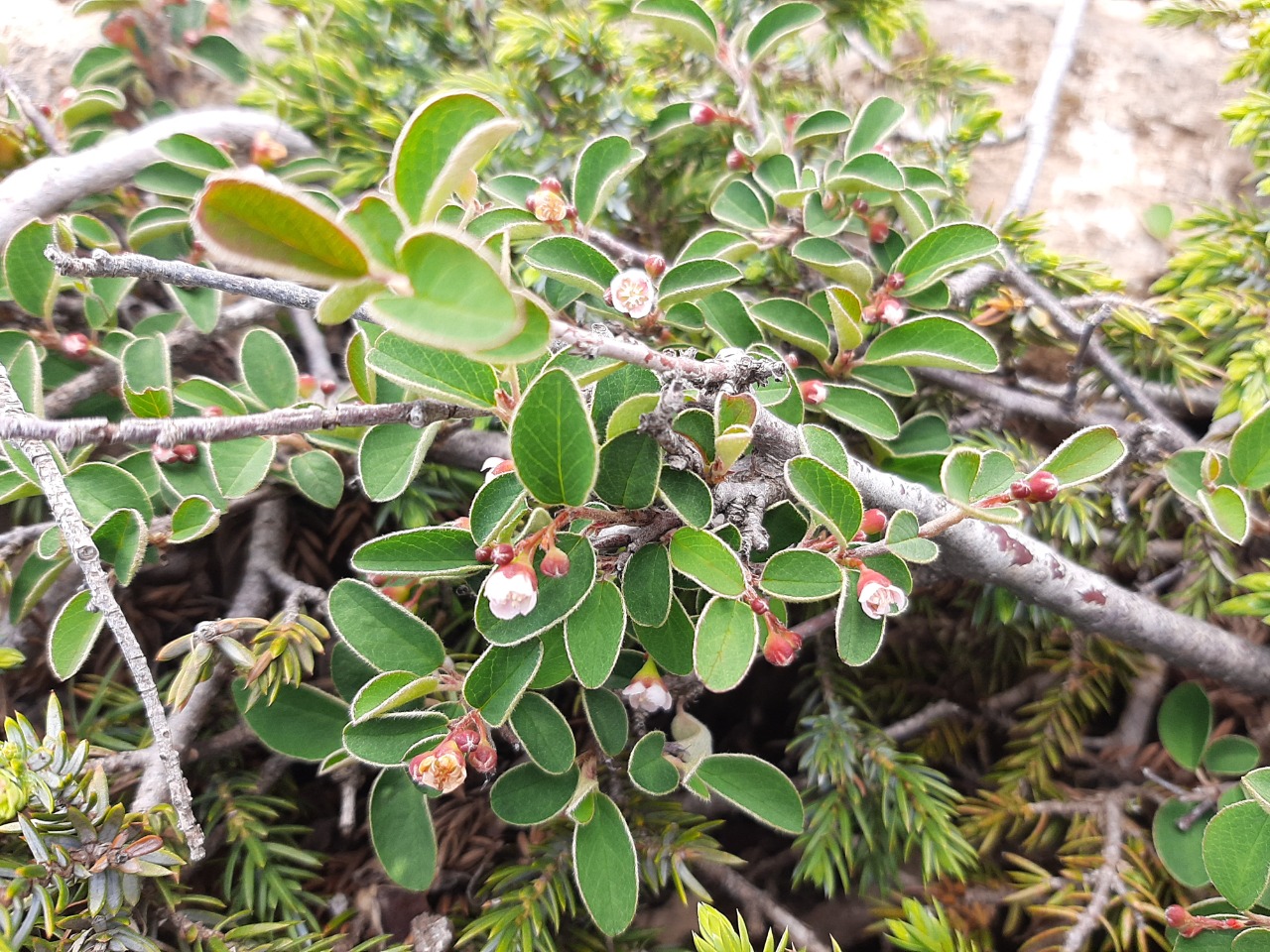 Cotoneaster integerrimus