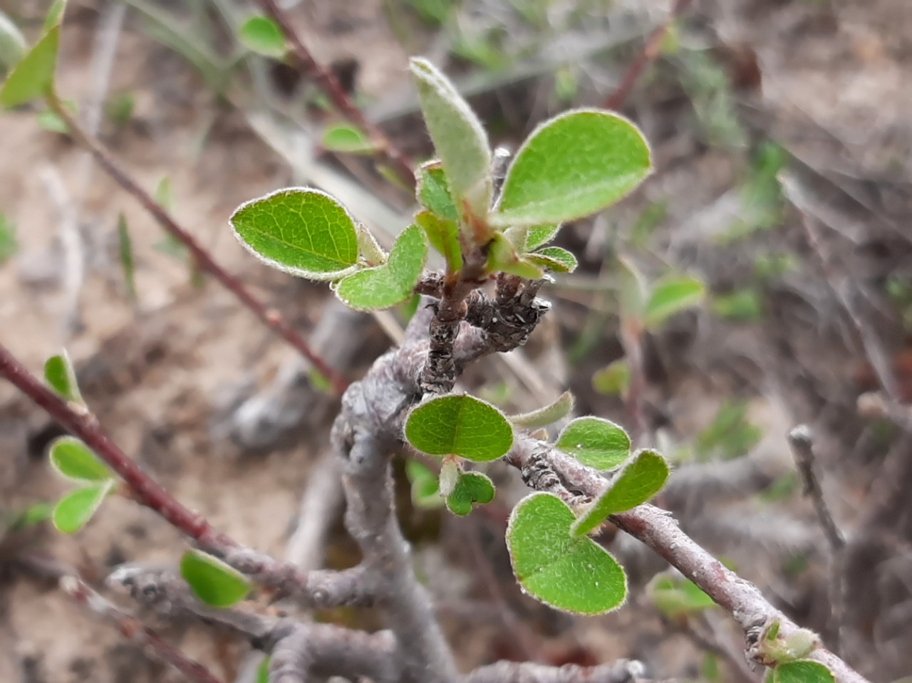 Cotoneaster nummularius