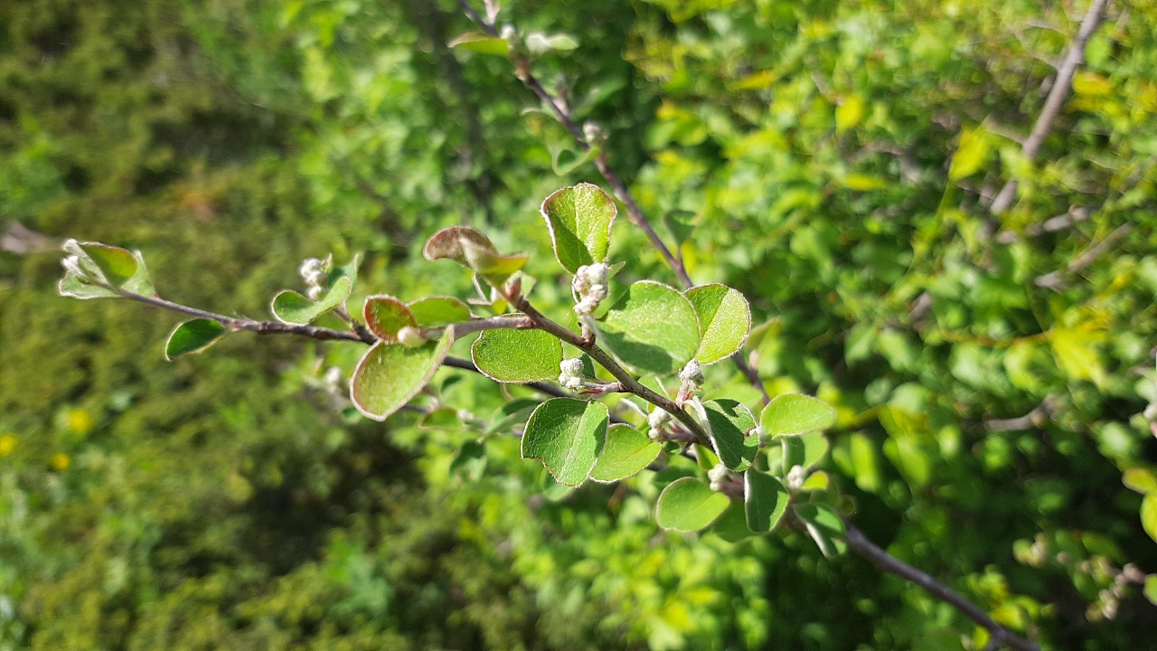 Cotoneaster nummularius