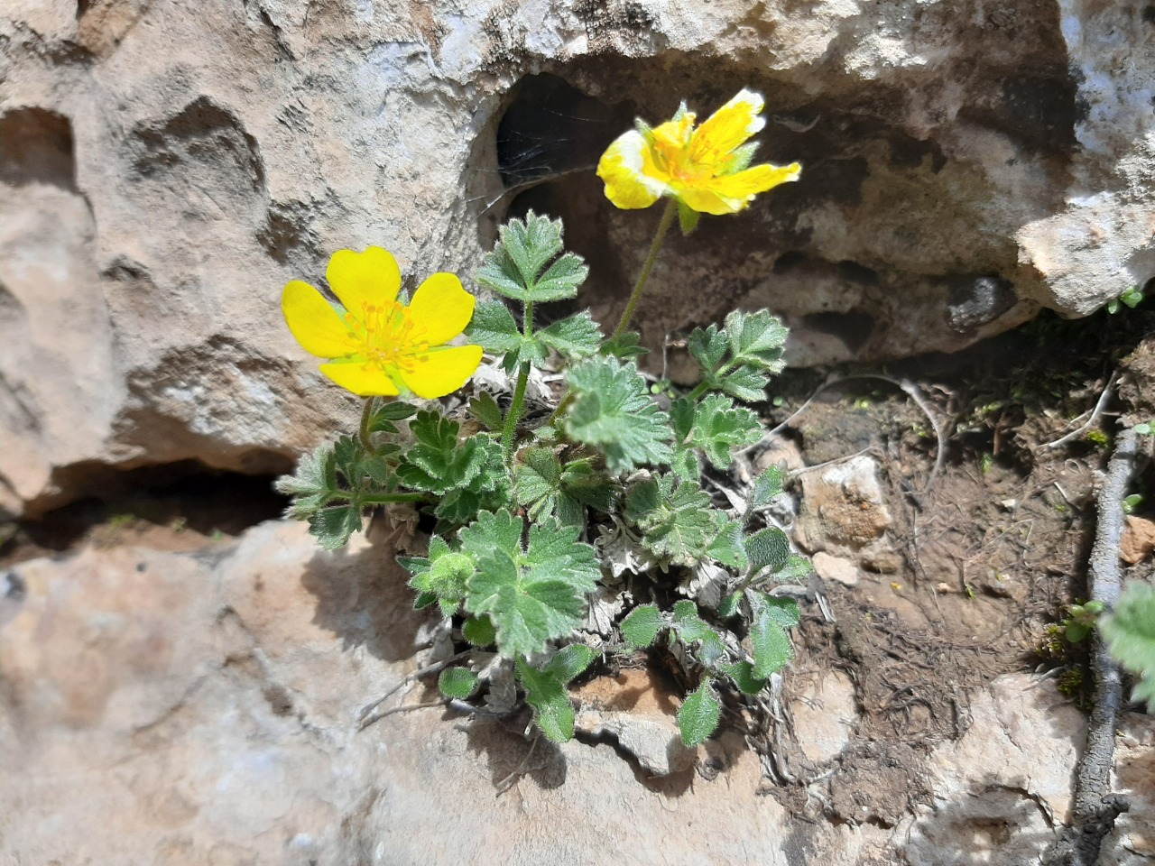 Potentilla speciosa