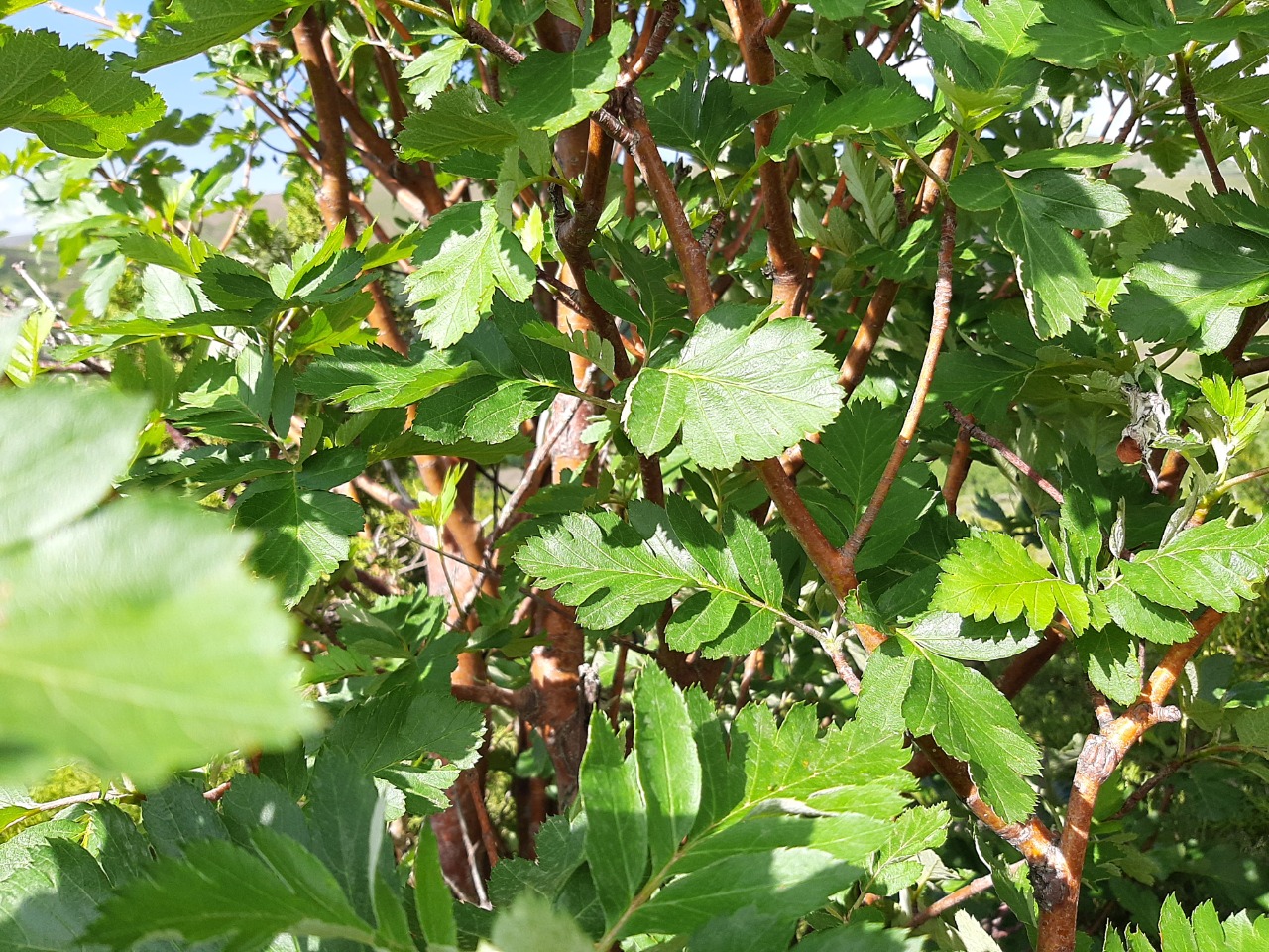 Sorbus roopiana