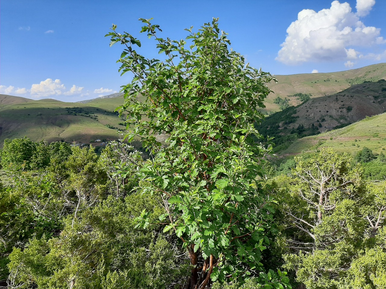 Sorbus roopiana