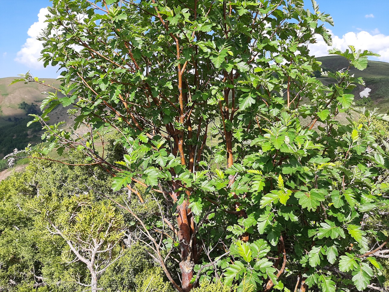 Sorbus roopiana