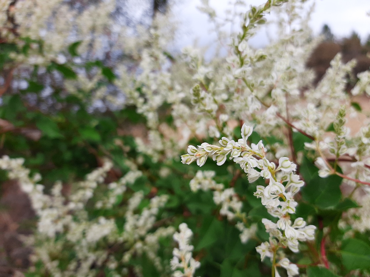 Fallopia aubertii