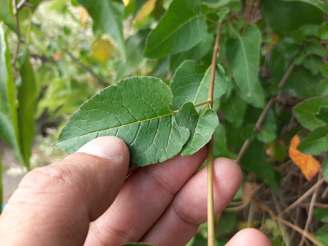 Fallopia aubertii