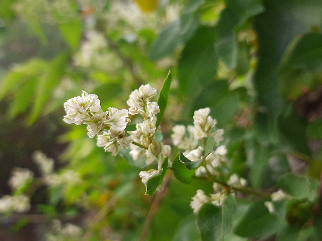 Fallopia aubertii