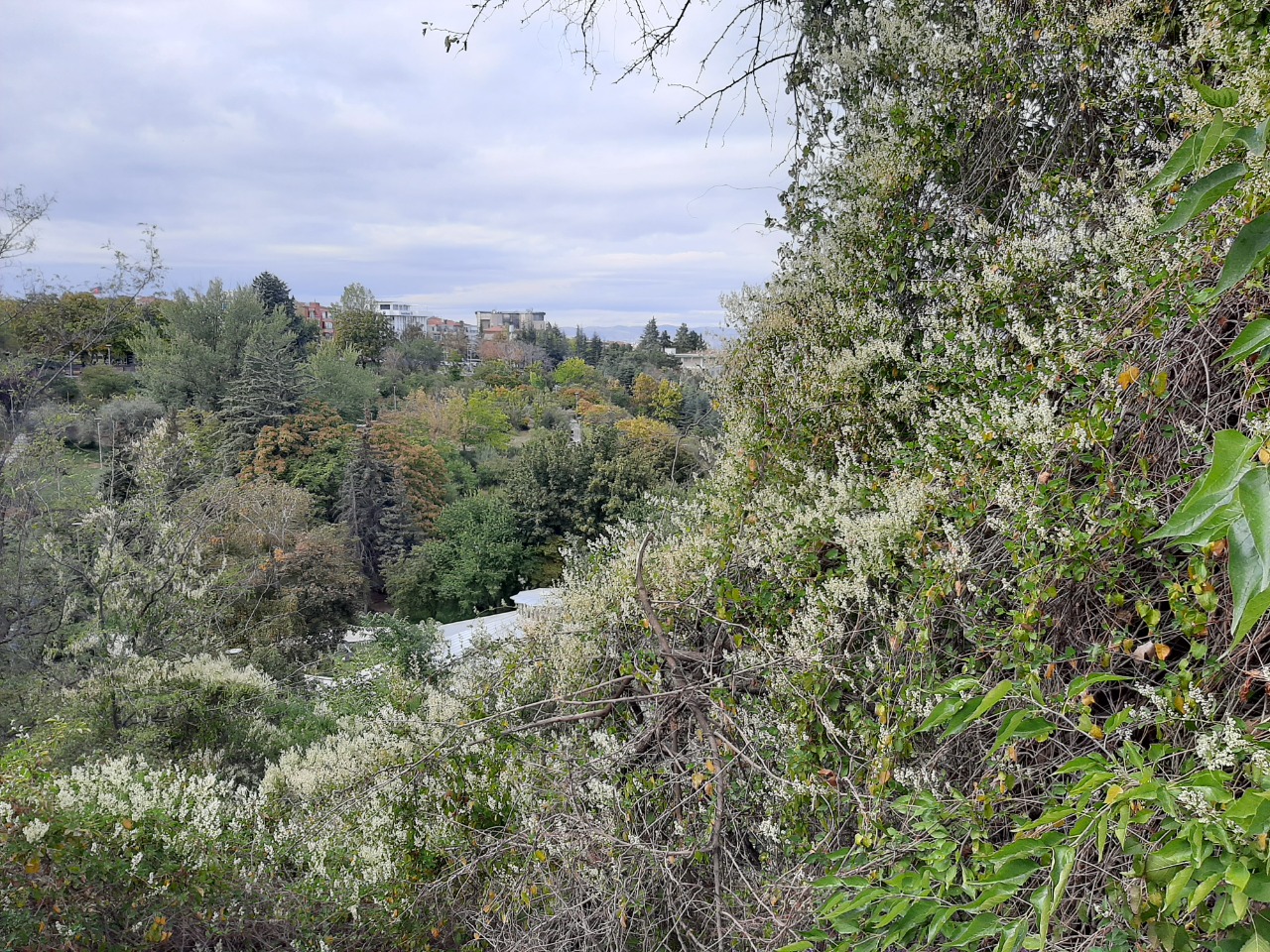 Fallopia aubertii