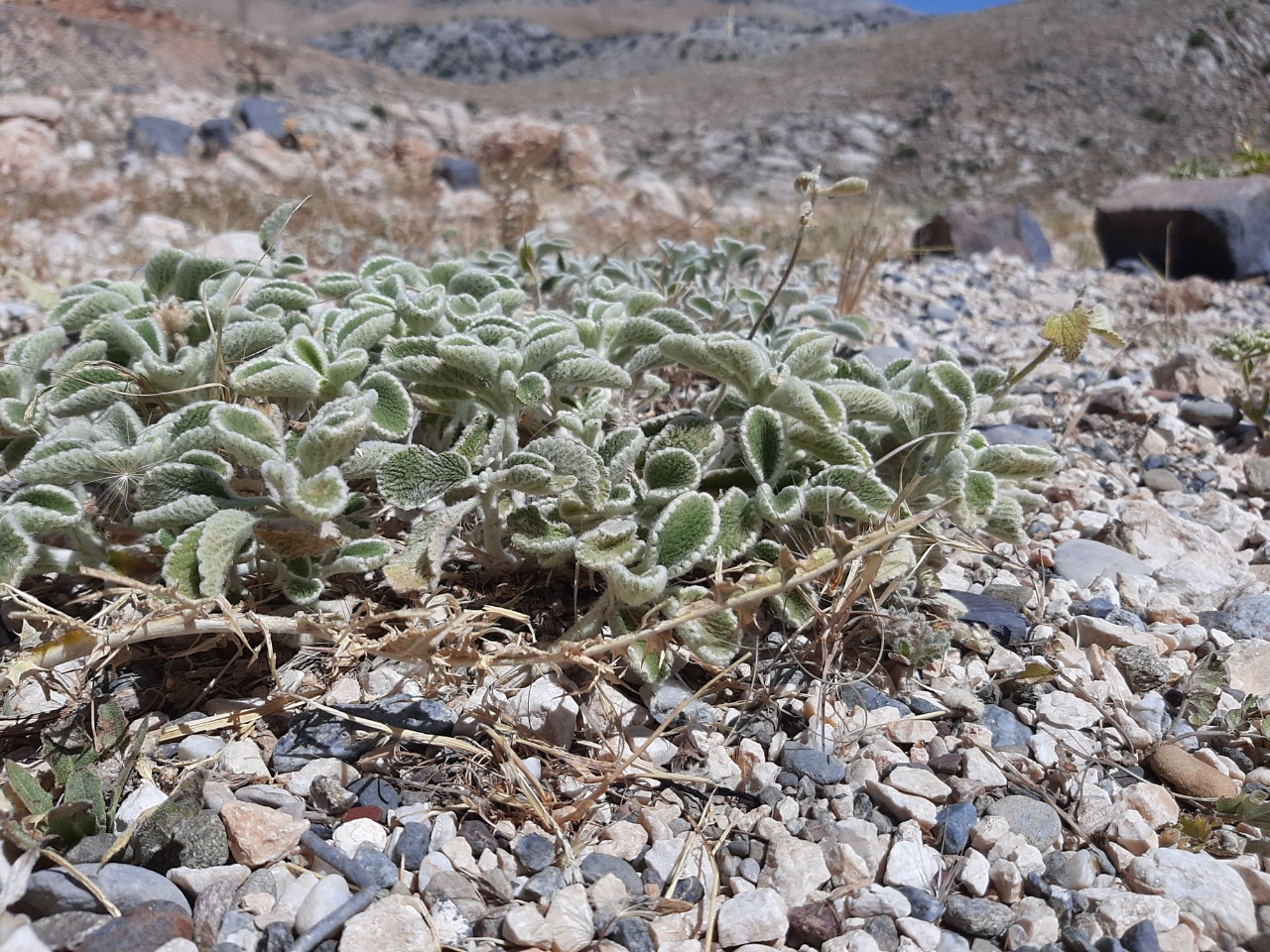 Marrubium cephalanthum