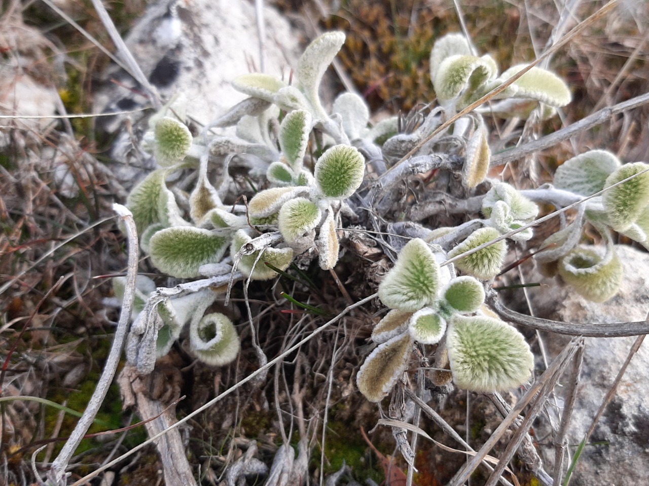 Marrubium cephalanthum