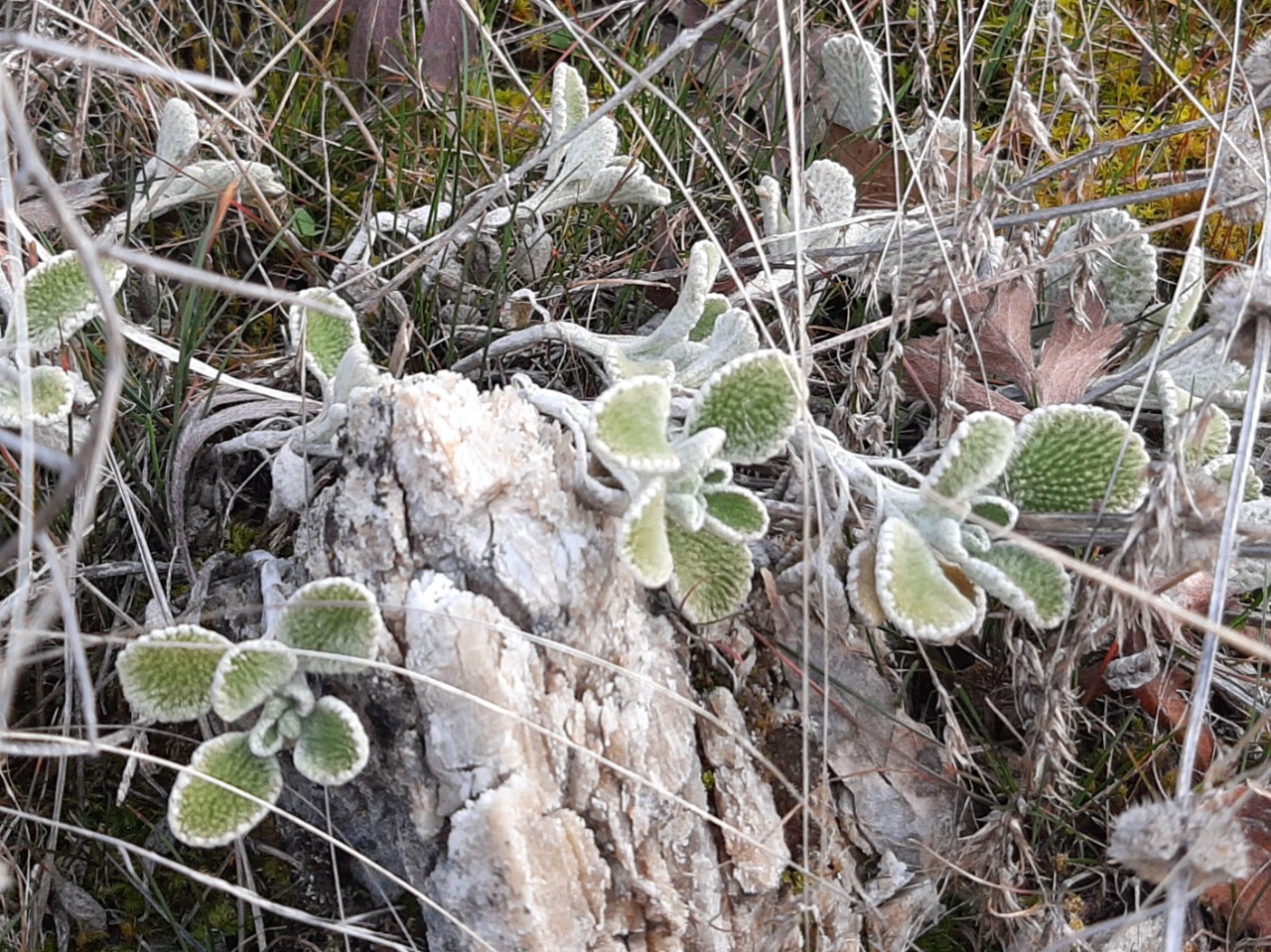 Marrubium cephalanthum