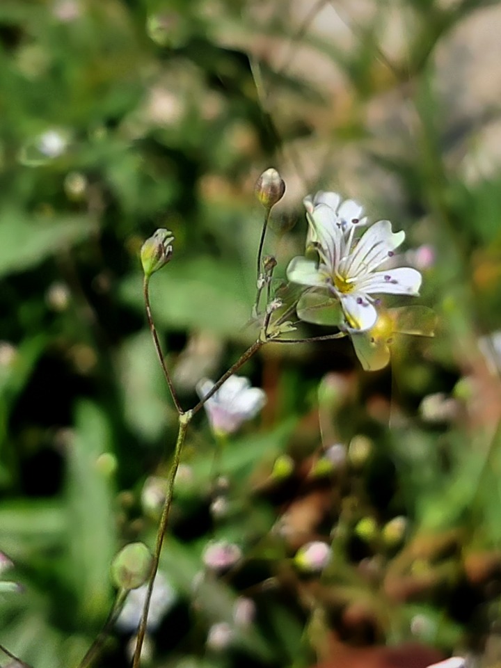 Gypsophila bitlisensis