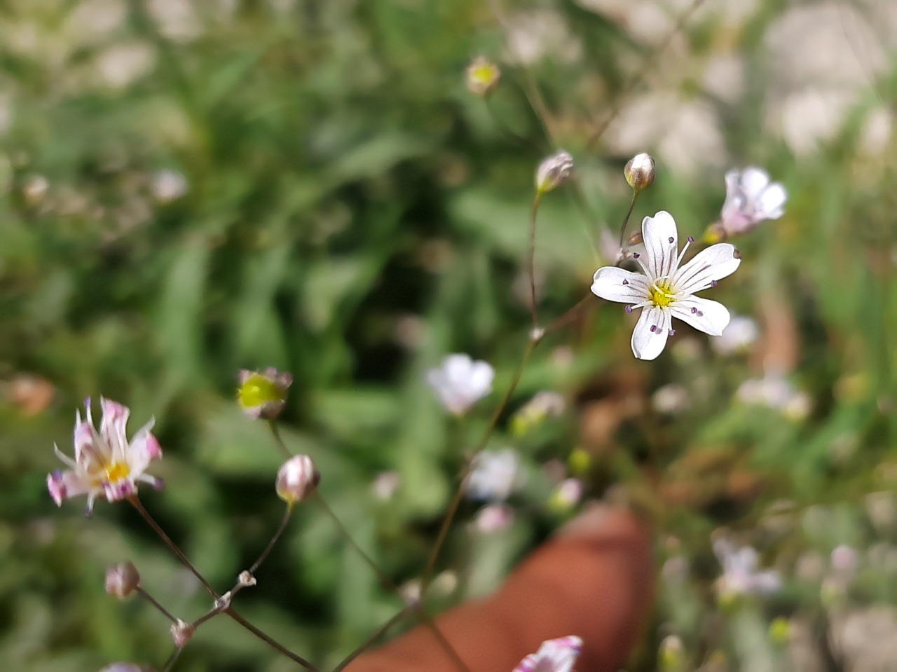 Gypsophila bitlisensis