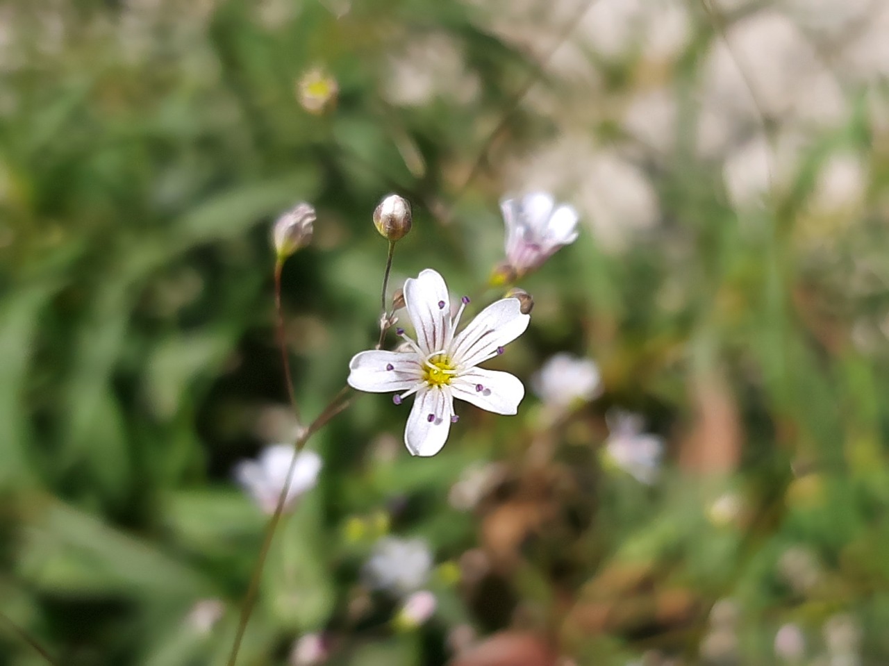 Gypsophila bitlisensis