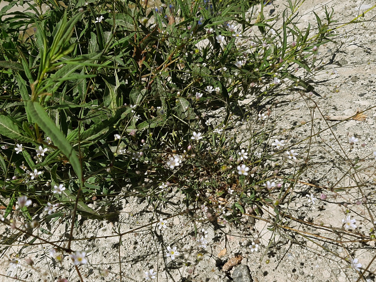 Gypsophila bitlisensis