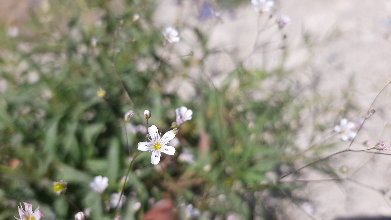 Gypsophila bitlisensis