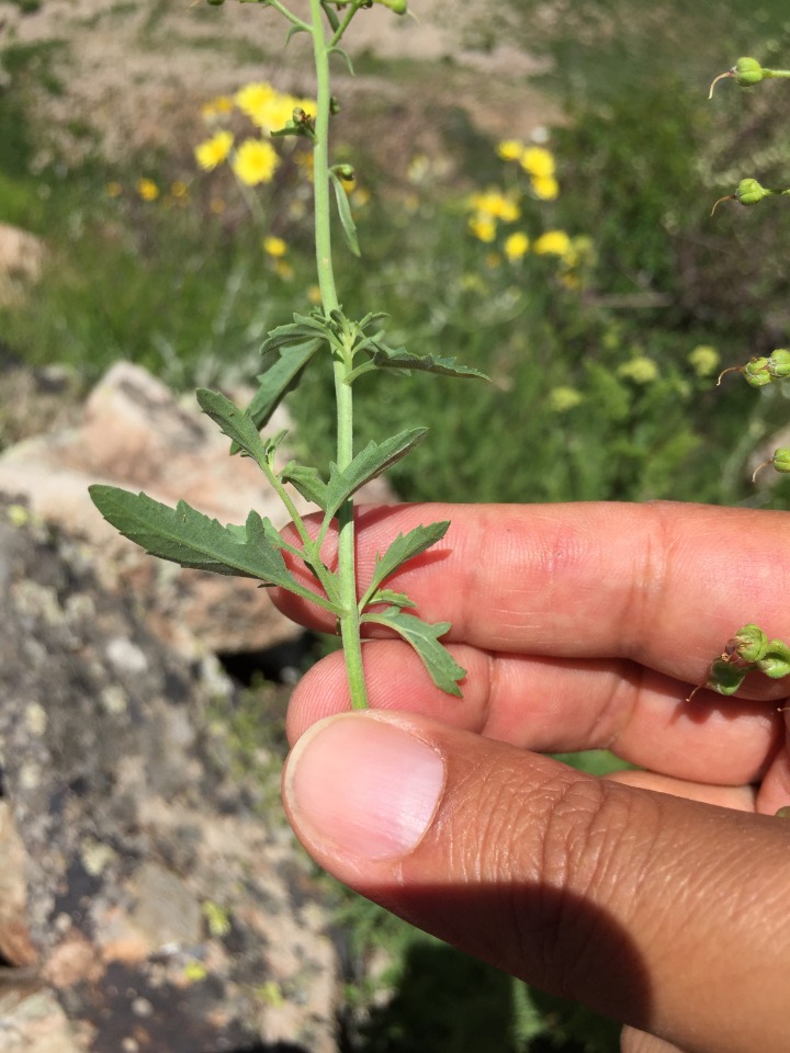 Scrophularia libanotica