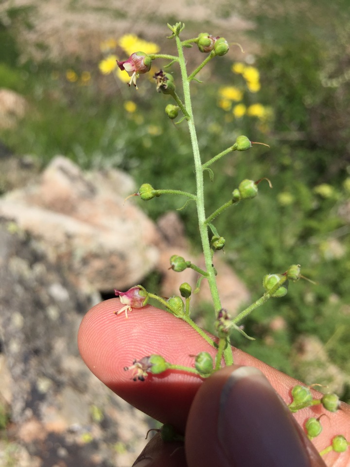 Scrophularia libanotica