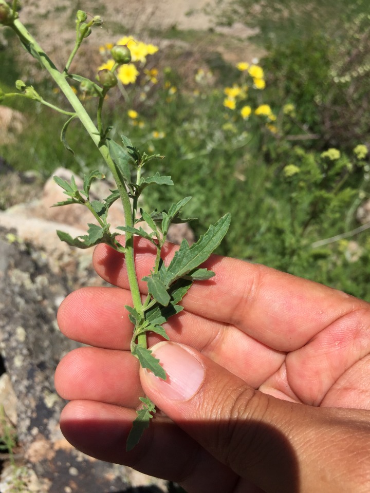 Scrophularia libanotica