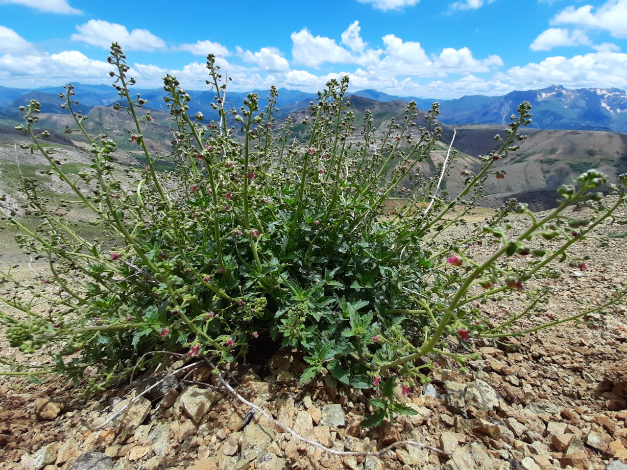 Scrophularia libanotica