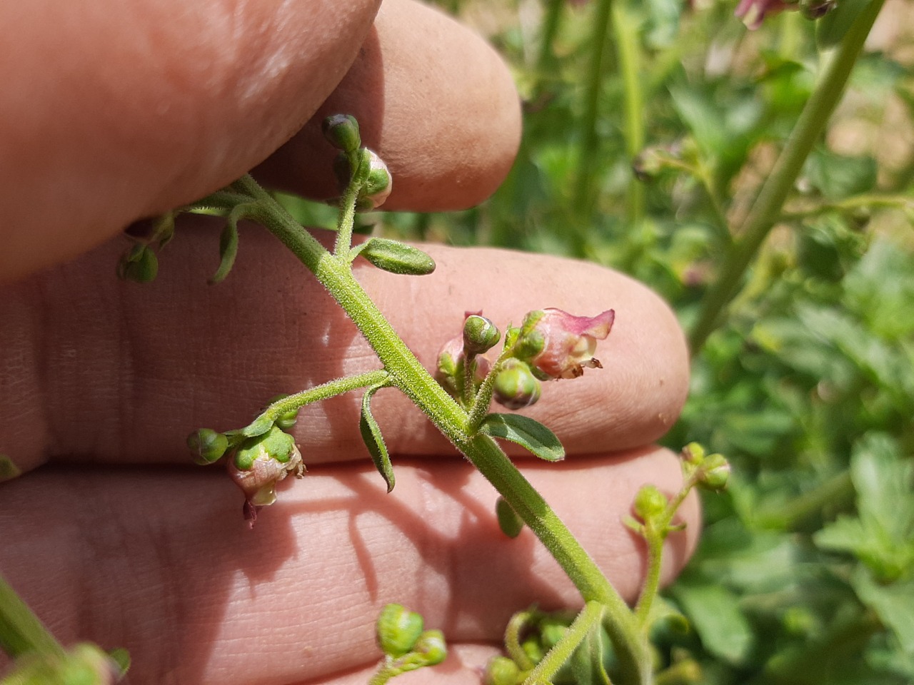 Scrophularia libanotica