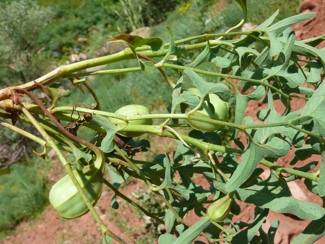 Aristolochia bottae