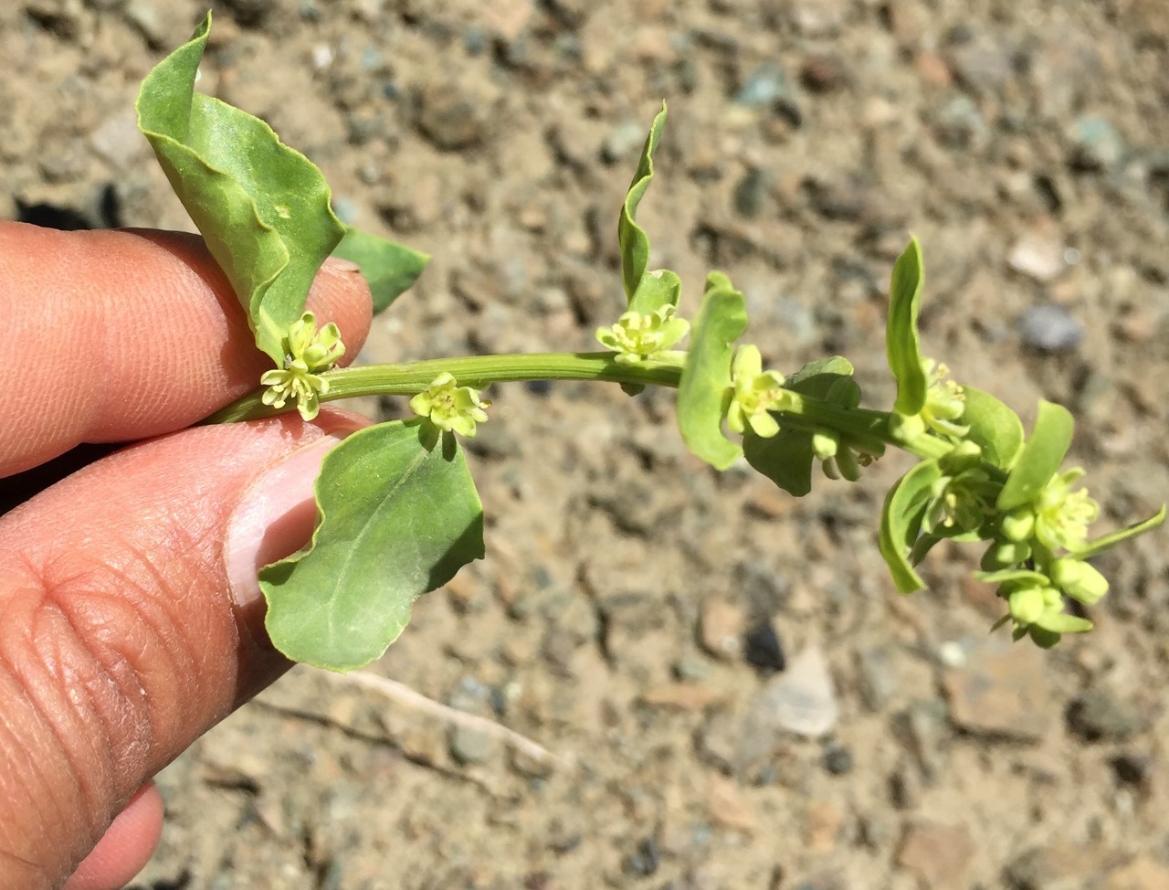 Beta macrorhiza
