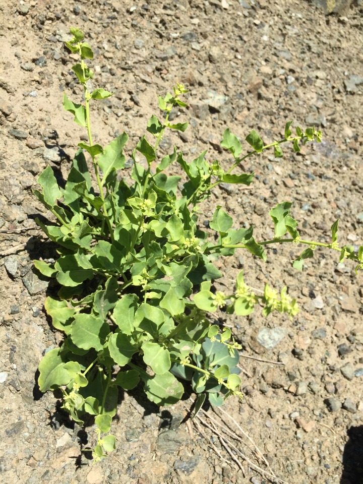Beta macrorhiza