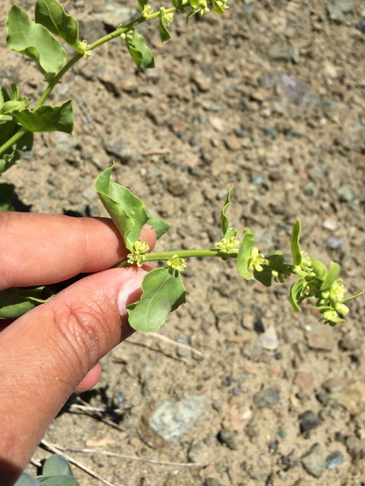 Beta macrorhiza