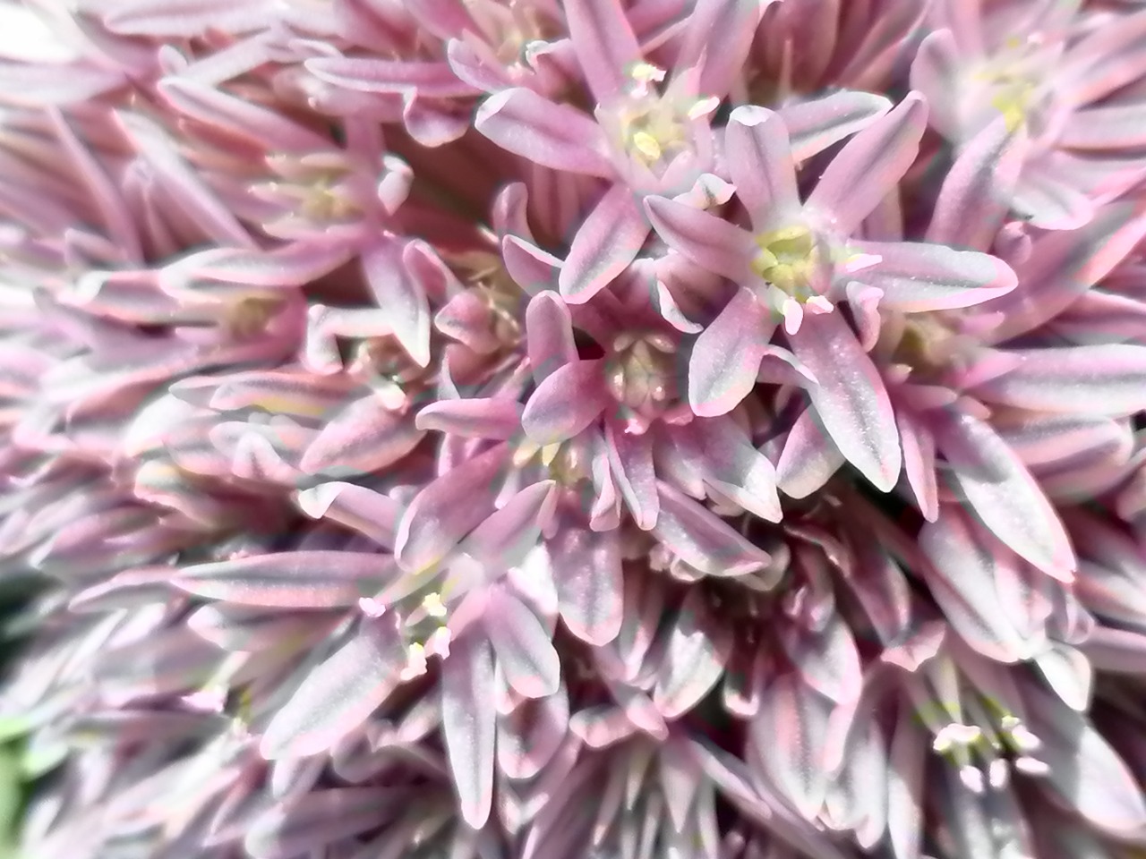 Allium akaka