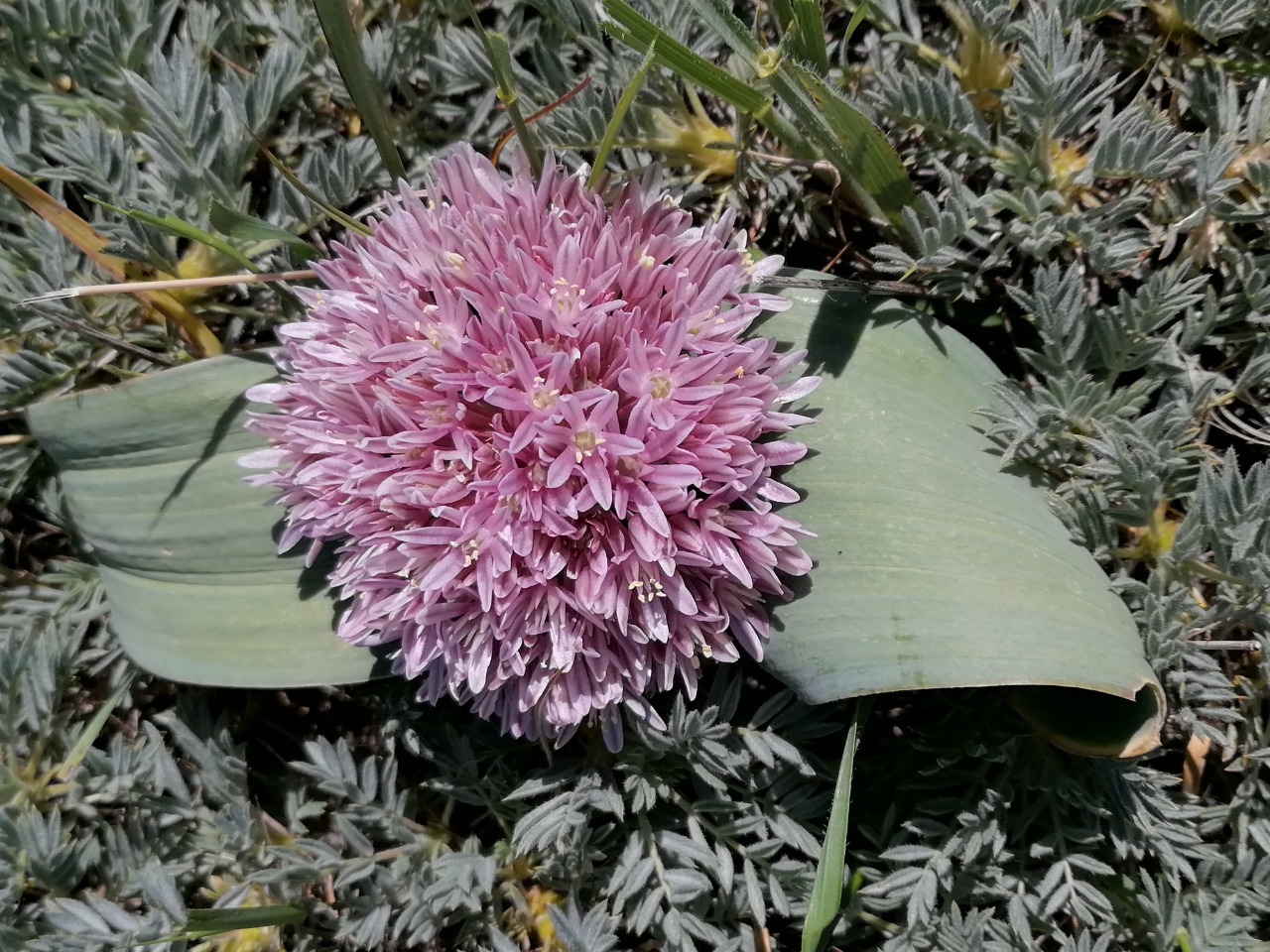 Allium akaka