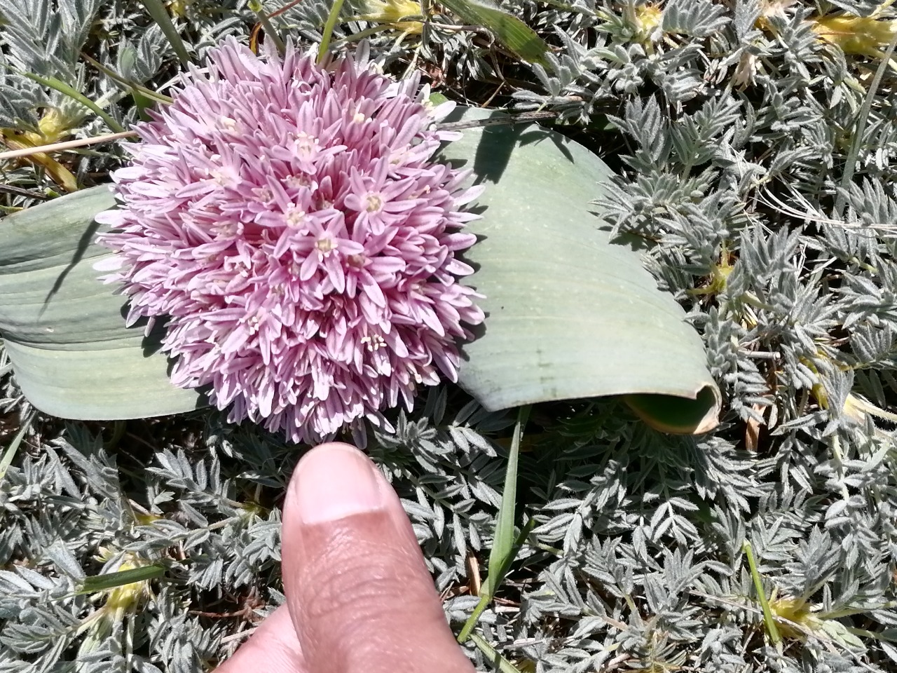 Allium akaka