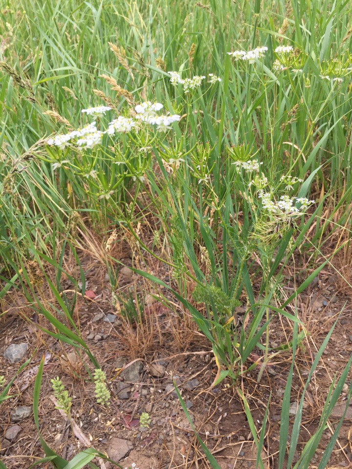 Chaerophyllum crinitum