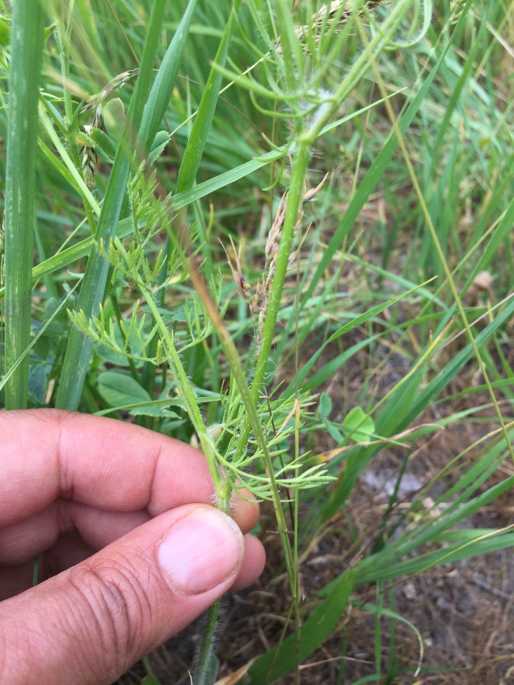 Chaerophyllum crinitum