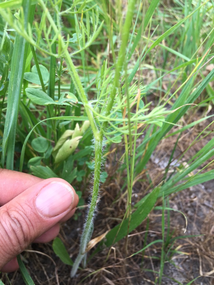 Chaerophyllum crinitum