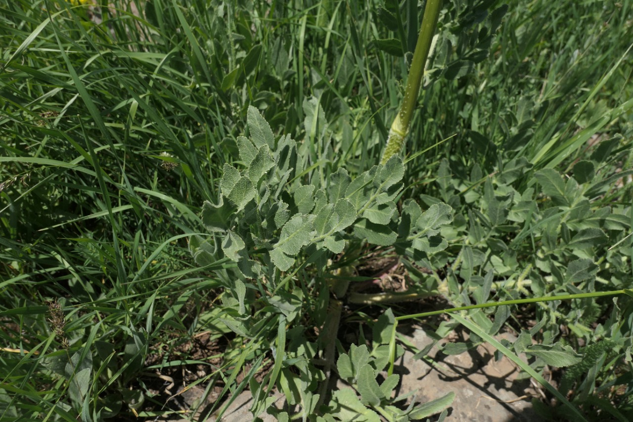 Ferulago setifolia