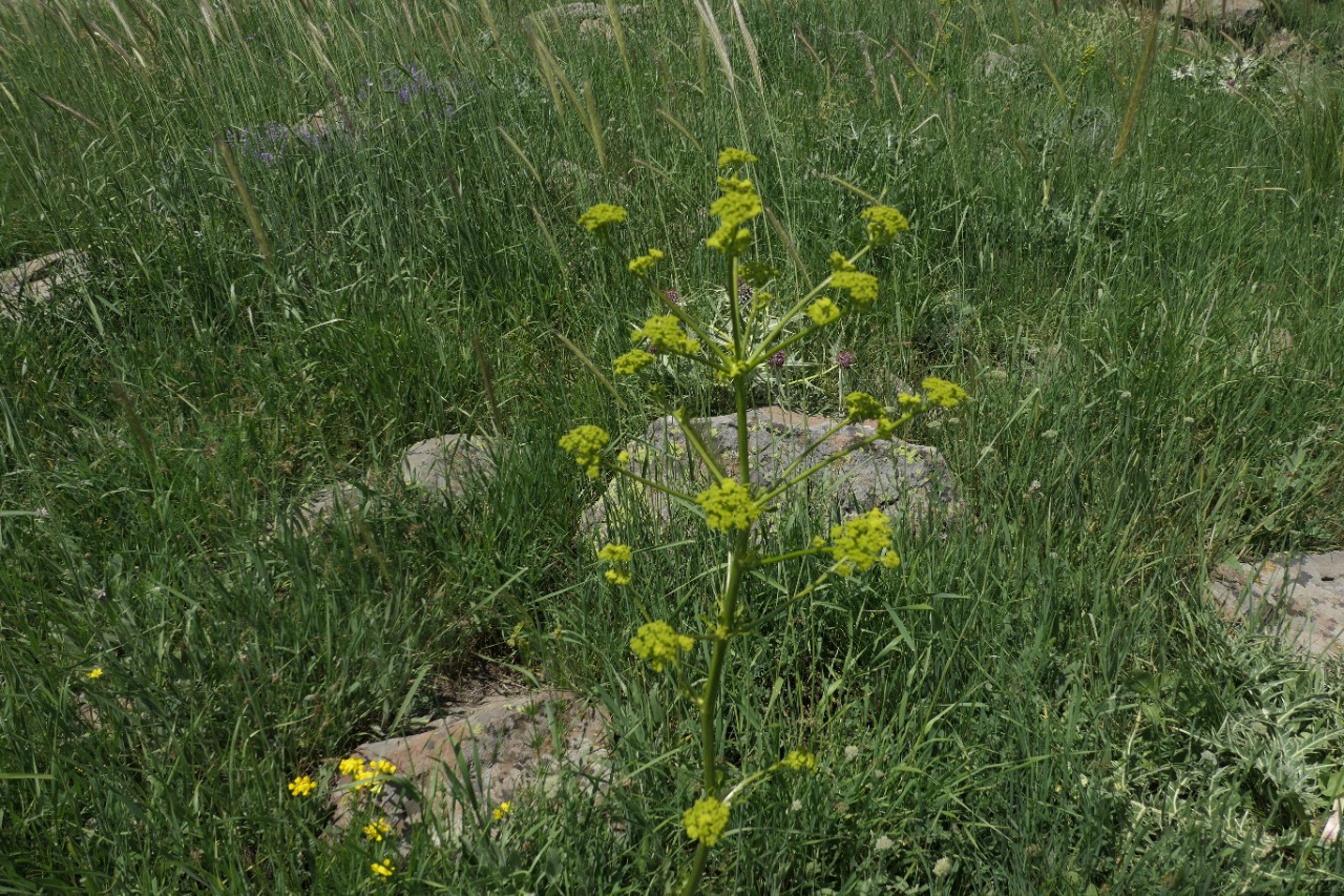 Ferulago setifolia