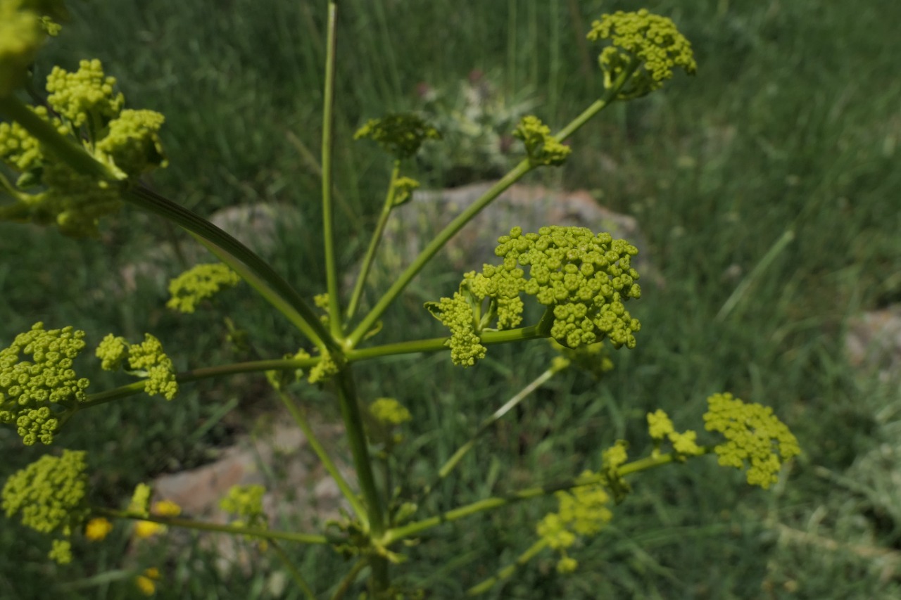 Ferulago setifolia