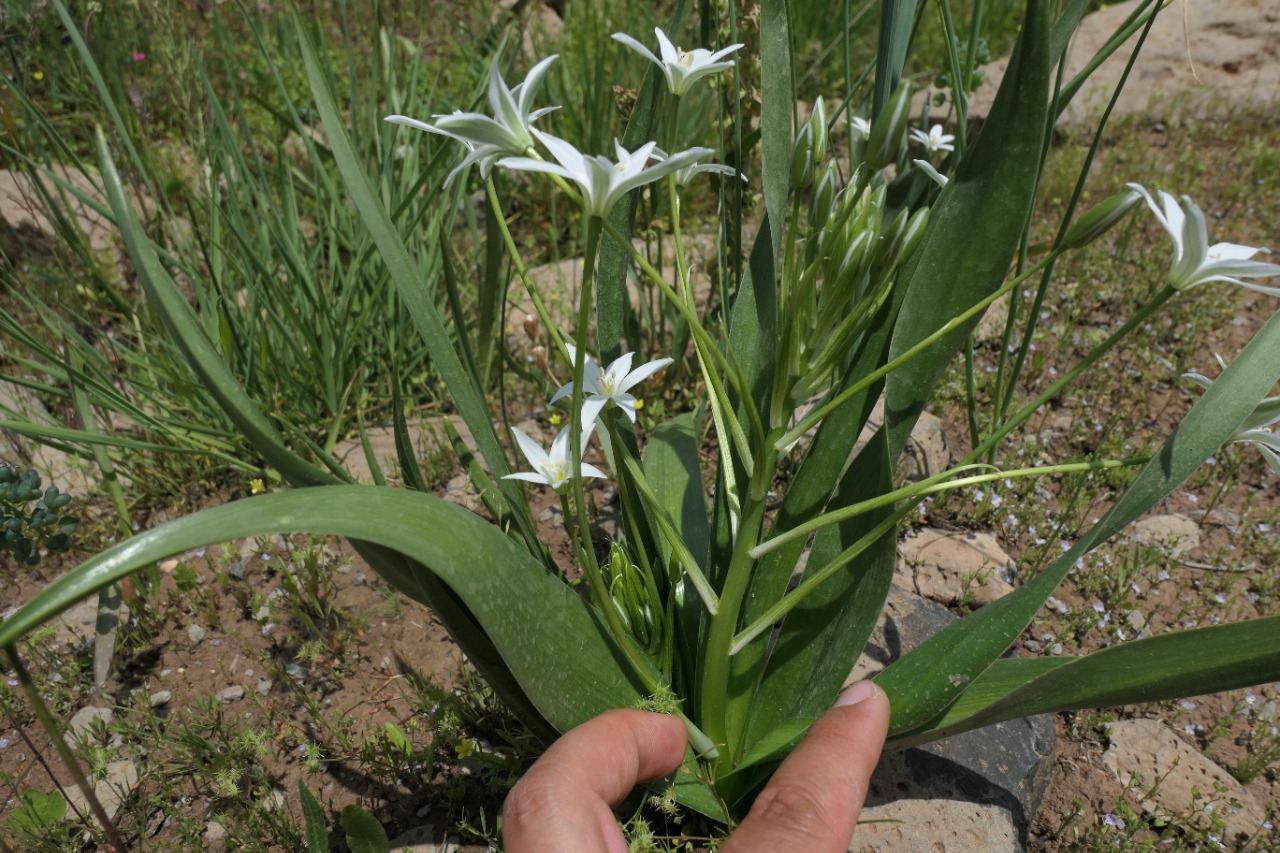 Ornithogalum montanum