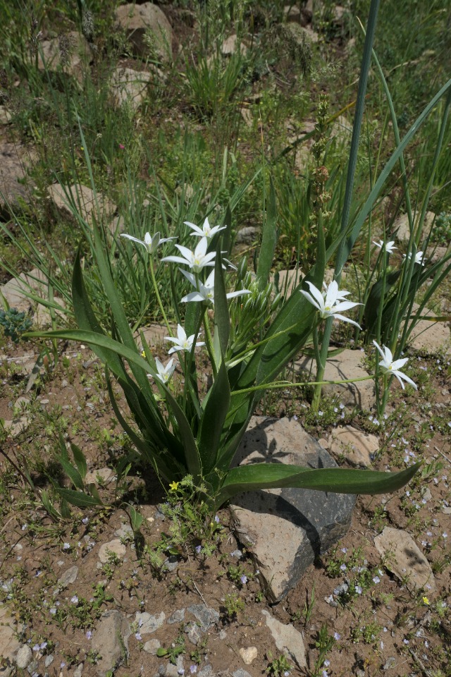 Ornithogalum montanum