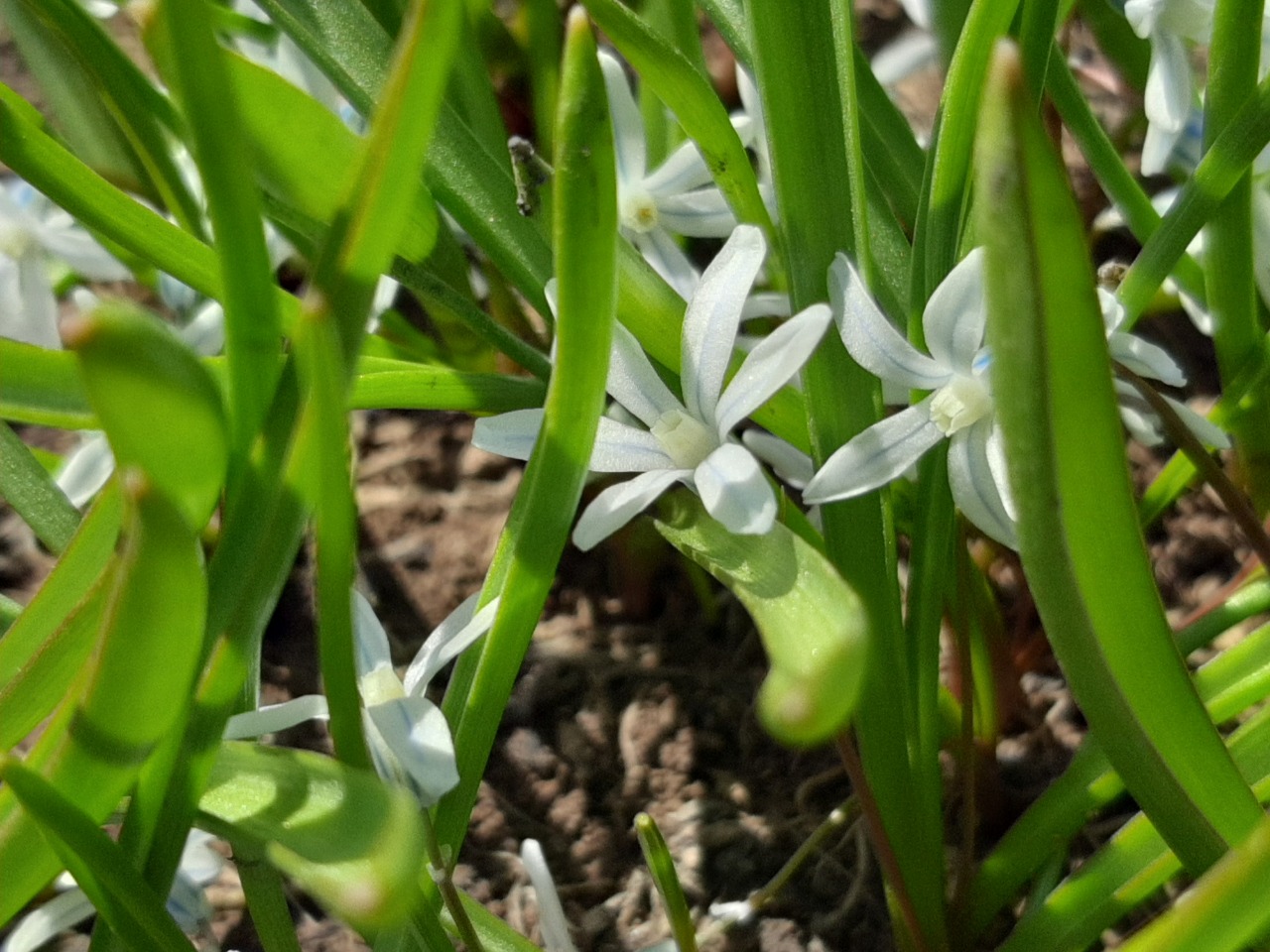 Puschkinia scilloides