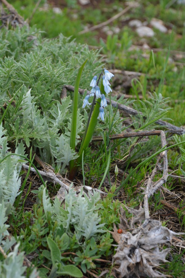 Puschkinia scilloides